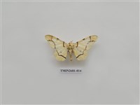 藏品(尺蛾225)的圖片